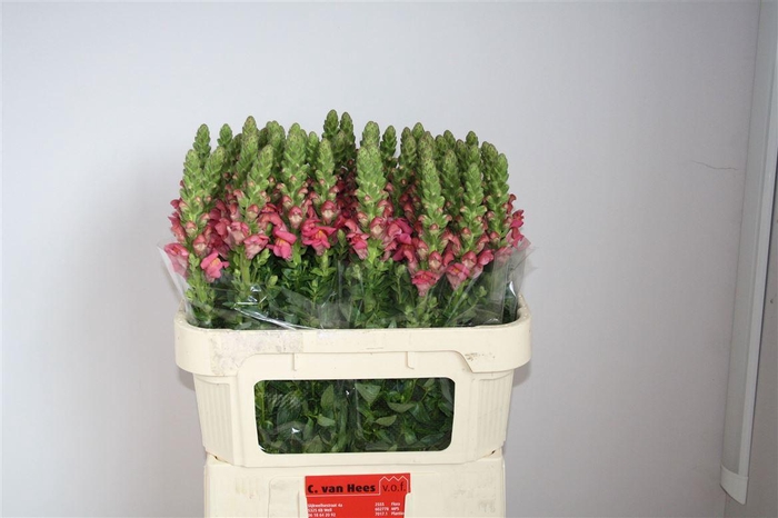 <h4>Antir Antibes Rose</h4>