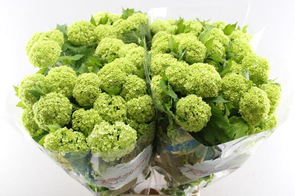 <h4>Viburnum Roseum L 100/4 Kop</h4>