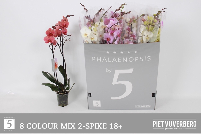 <h4>PHAL GEM 8 KL</h4>