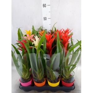 Guzmania   ...mix