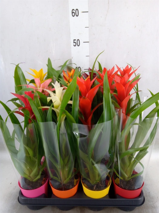 <h4>Guzmania   ...mix</h4>