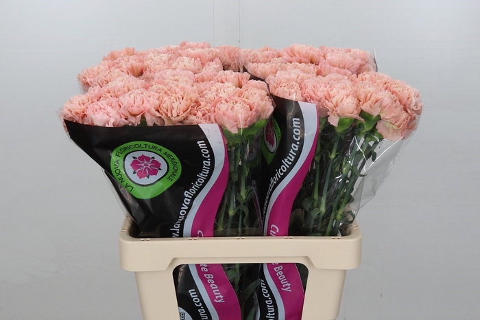 <h4>Dianthus St Lege Marrone</h4>