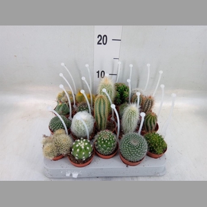 Cactus   ...mix