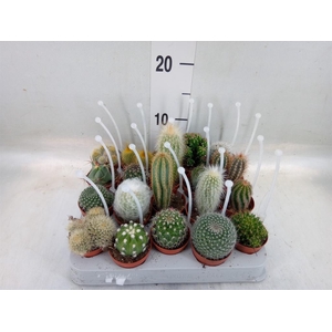 Cactus   ...mix