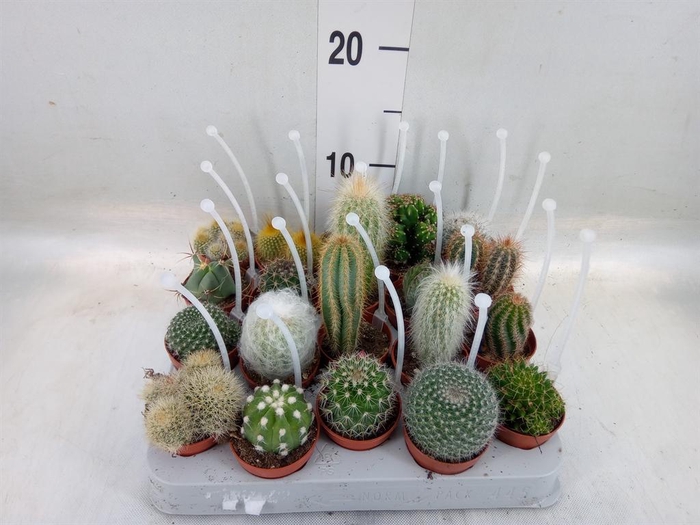 <h4>Cactus   ...mix</h4>