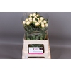 Paeonia Duchesse De Nemours | Heavy Quality