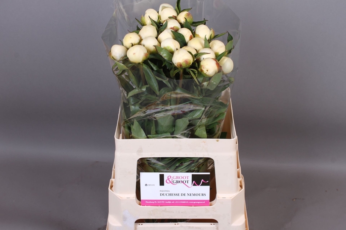 <h4>Paeonia Duchesse De Nemours | Heavy Quality</h4>