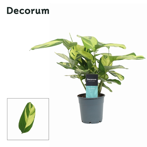 <h4>Calathea Pilosa (Decorum)</h4>