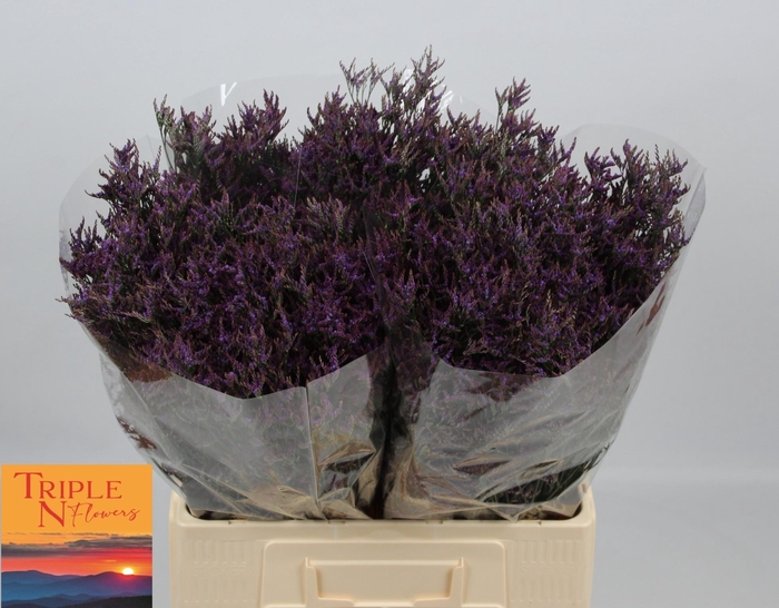 <h4>LIM SAF DARK BLUE</h4>