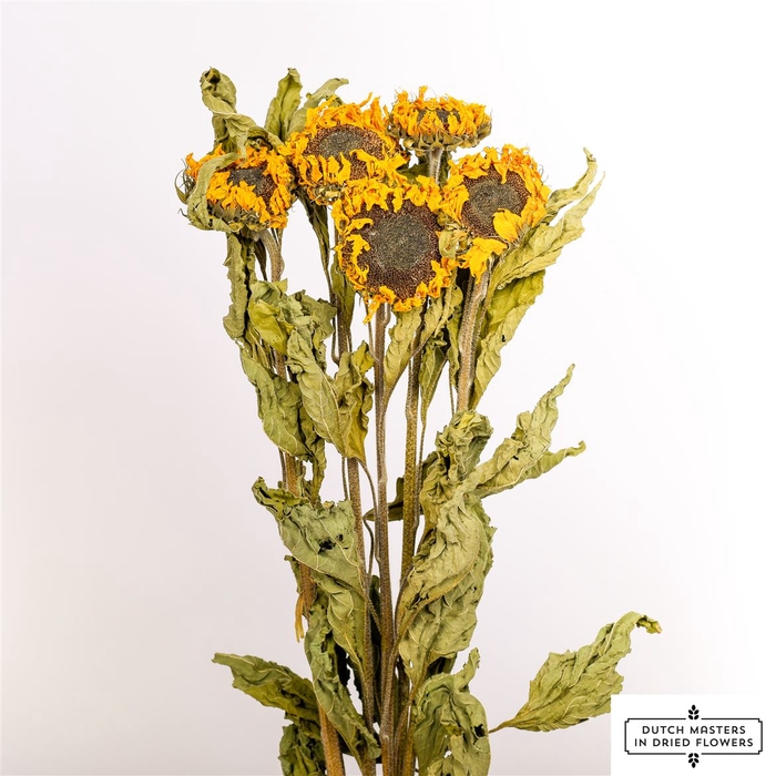 <h4>Dried Sunflower Yellow 5pcs Bunch</h4>