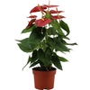 Anthurium Jambo Red in transparant sleeve