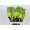 Antirrhinum Potomac Yellow