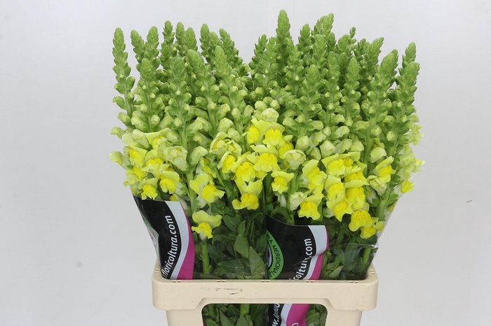 <h4>Antirrhinum Potomac Yellow</h4>