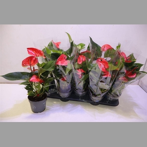 Anthu An Bambino Red
