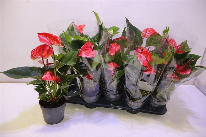 <h4>Anthu An Bambino Red</h4>