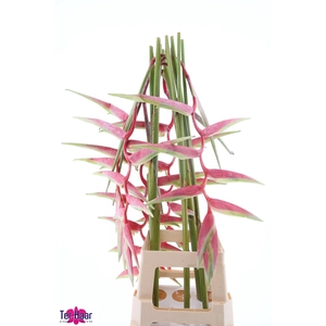 HELIC CHA SEXY PINK