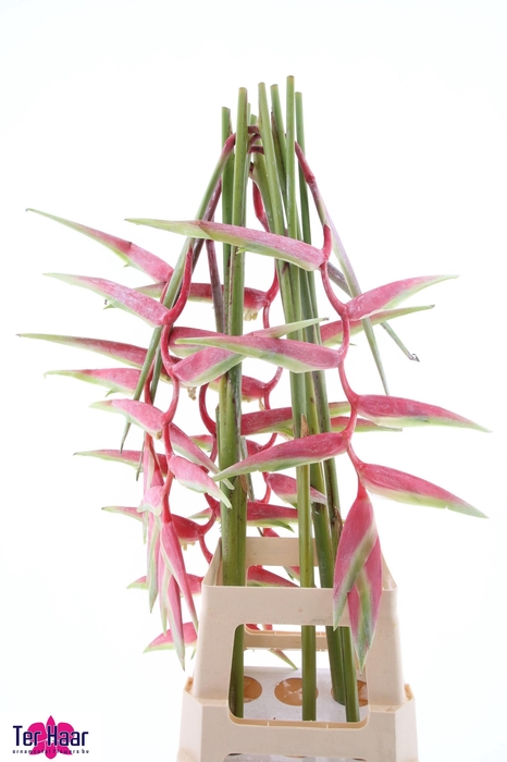 <h4>HELIC CHA SEXY PINK</h4>