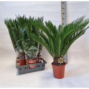 Cycas Revoluta (Cites) 19Ø 70cm 20v