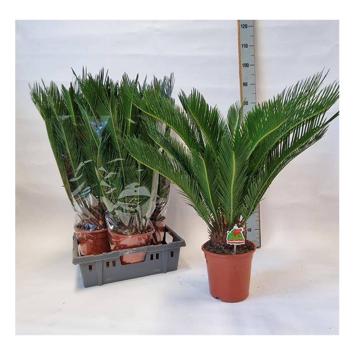 <h4>Cycas Revoluta (Cites) 19Ø 70cm 20v</h4>