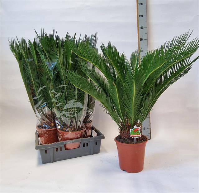 Cycas Revoluta (Cites) 19Ø 70cm 20v
