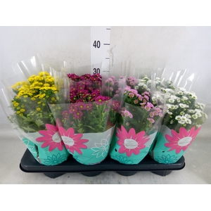 Chrysanthemum  'Madiba'  ...mix