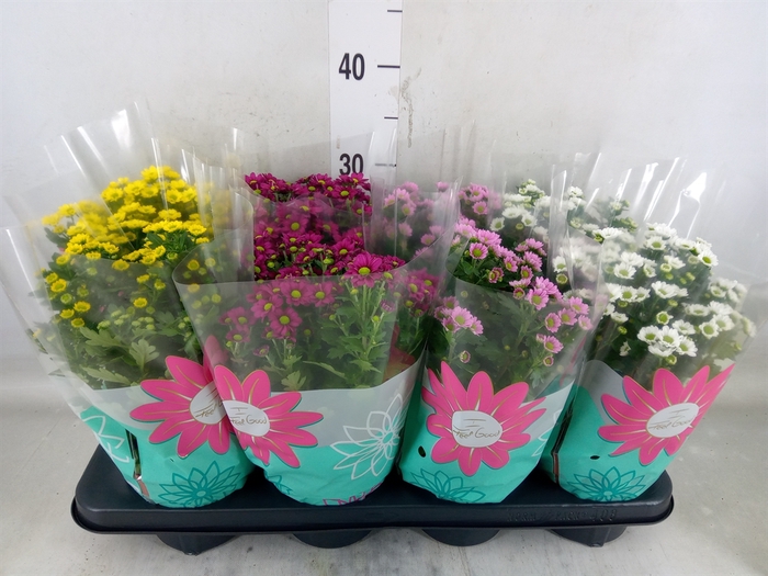 <h4>Chrysanthemum  'Madiba'  ...mix</h4>