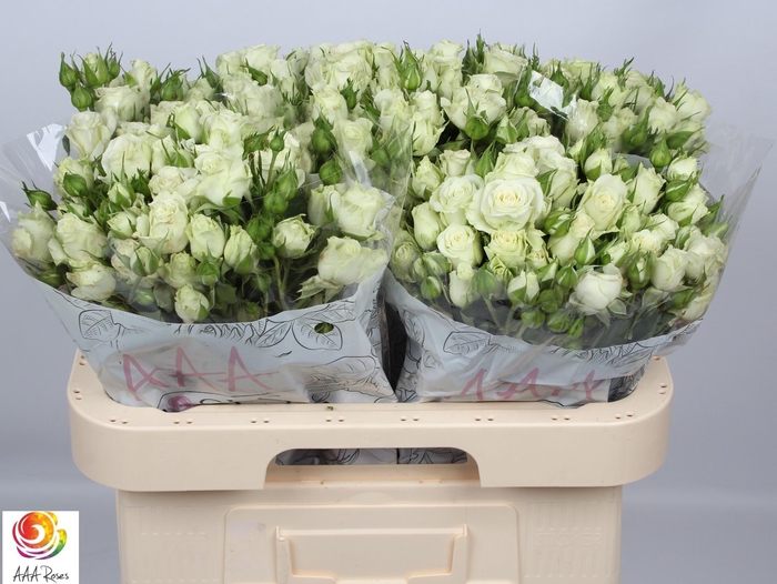 <h4>R TR LYRICA</h4>