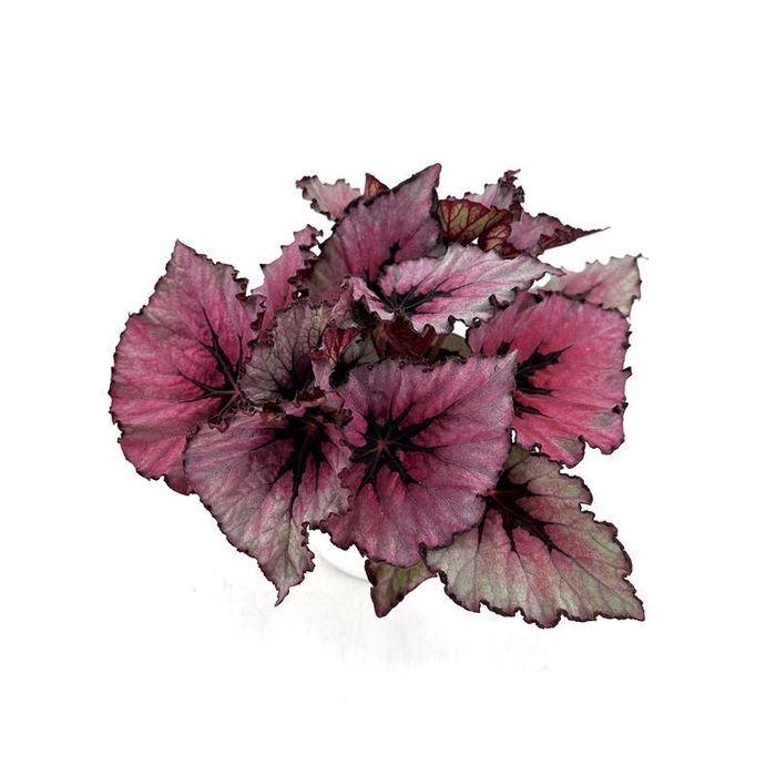 <h4>BEGONIA REX-HYBRID P12 MARGENTA BLUSH</h4>