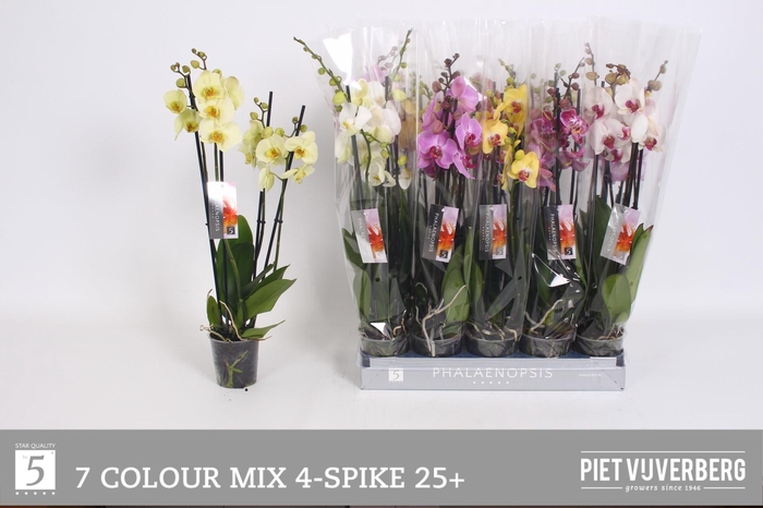 <h4>PHAL GEM 7 KL</h4>