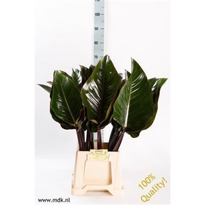 Philodendron  'Red Beauty'