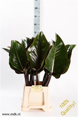 <h4>Philodendron  'Red Beauty'</h4>