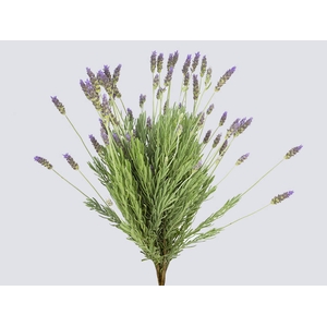 LAVANDULA CORTE 050 CM