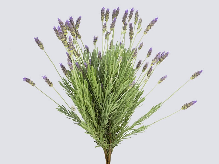 LAVANDULA CORTE 040 CM