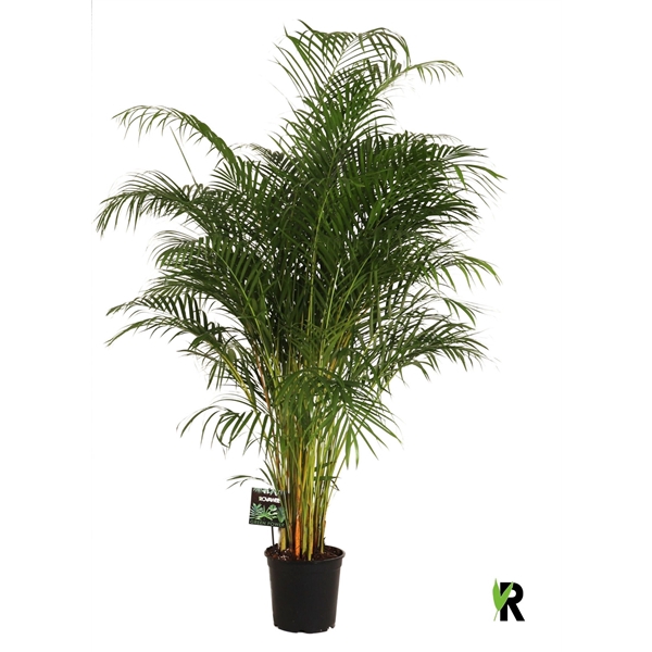 <h4>Dypsis lutescens</h4>