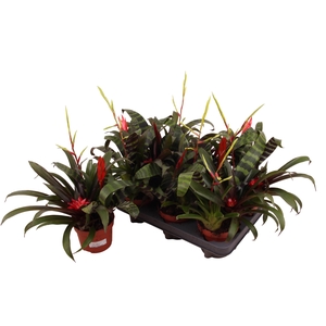 BROMELIA GEM