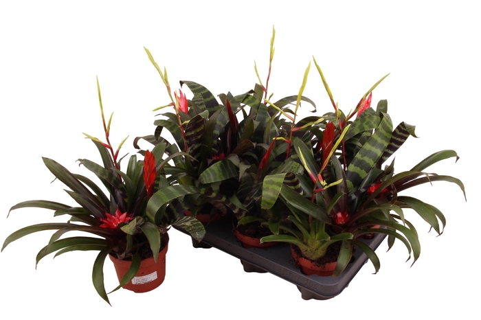 <h4>BROMELIA GEM</h4>