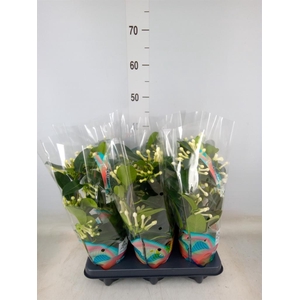 Stephanotis floribunda   ...