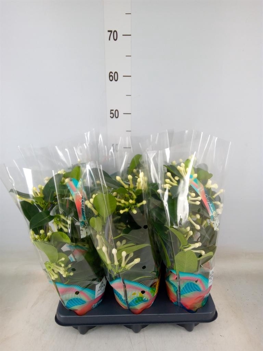 <h4>Stephanotis floribunda   ...</h4>