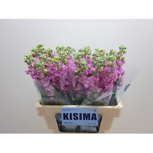 MATTH IRON PINK