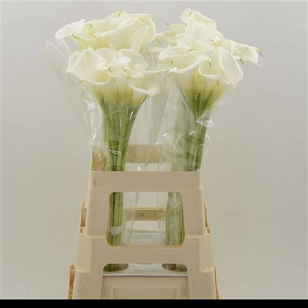 <h4>Zant White Art</h4>