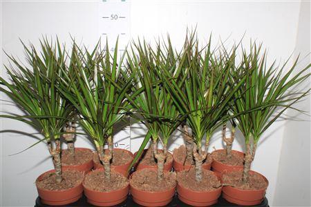 <h4>Dra Marginata</h4>