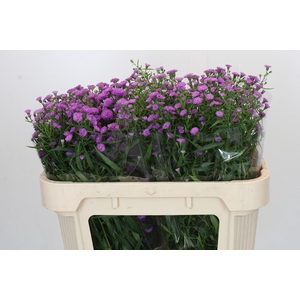 Aster Baby Pink