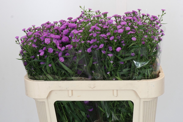 <h4>Aster Baby Pink</h4>