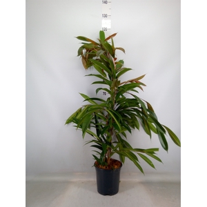 Ficus binn. 'Amstel King'