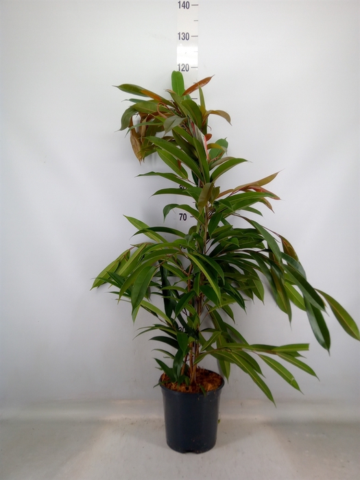 <h4>Ficus binn. 'Amstel King'</h4>
