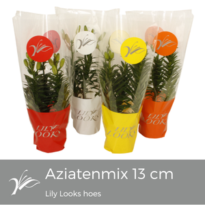 Lilium 13 cm aziatenmix Lily Looks hoes (az. lelie)