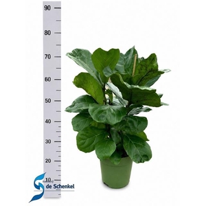 FICUS LYRATA
