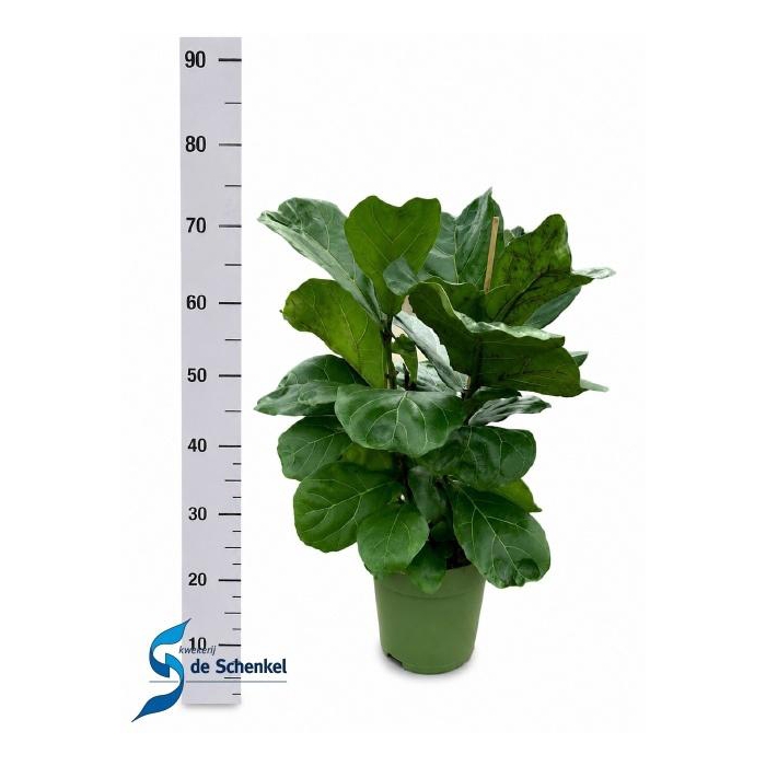 <h4>FICUS LYRATA</h4>