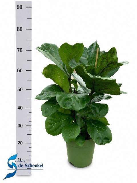 <h4>FICUS LYRATA</h4>