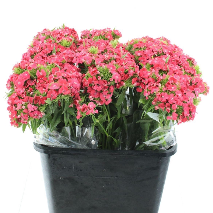 <h4>Di Barb Coral Pink</h4>